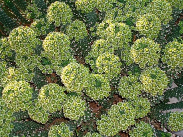 Euphorbia Caput Medusae